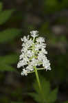 White baneberry <BR>Doll's eyes